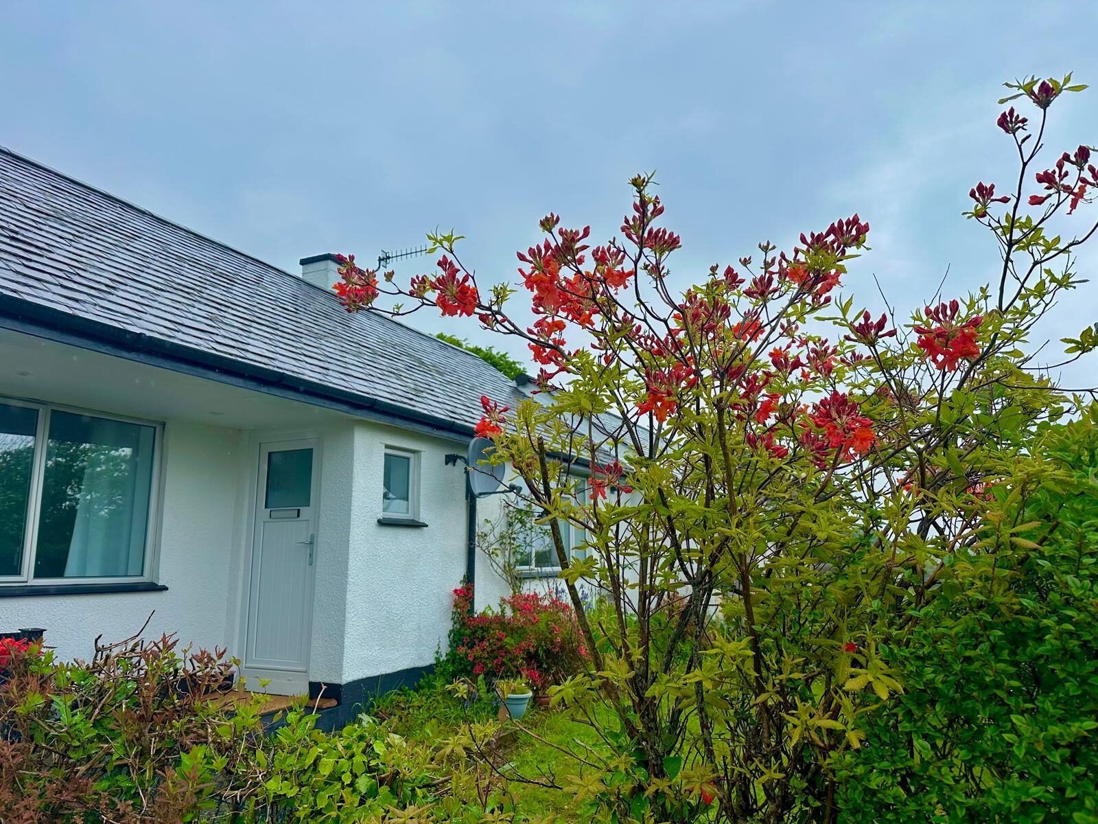 Front garden with flowering shrubs